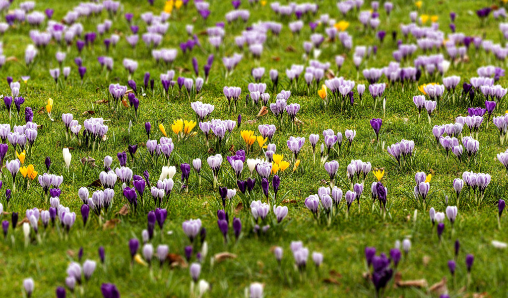 Crocuses and Spring Meadow wallpaper 1024x600