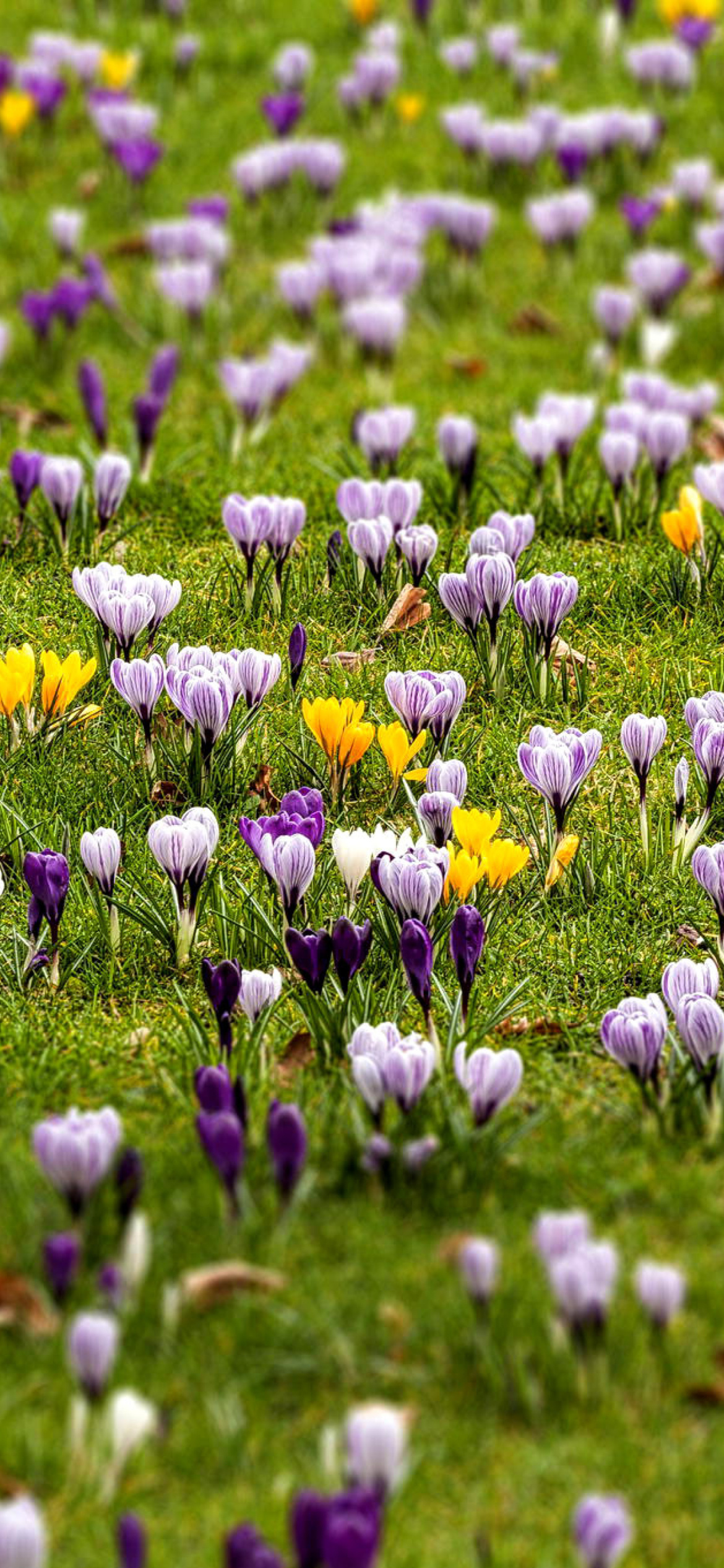 Crocuses and Spring Meadow wallpaper 1170x2532