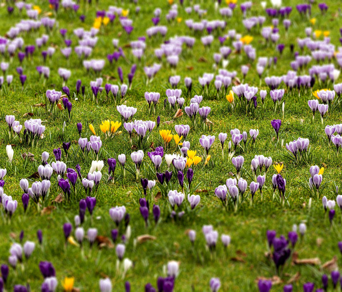 Crocuses and Spring Meadow wallpaper 1200x1024