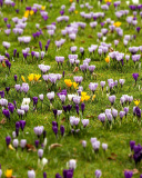Crocuses and Spring Meadow wallpaper 128x160