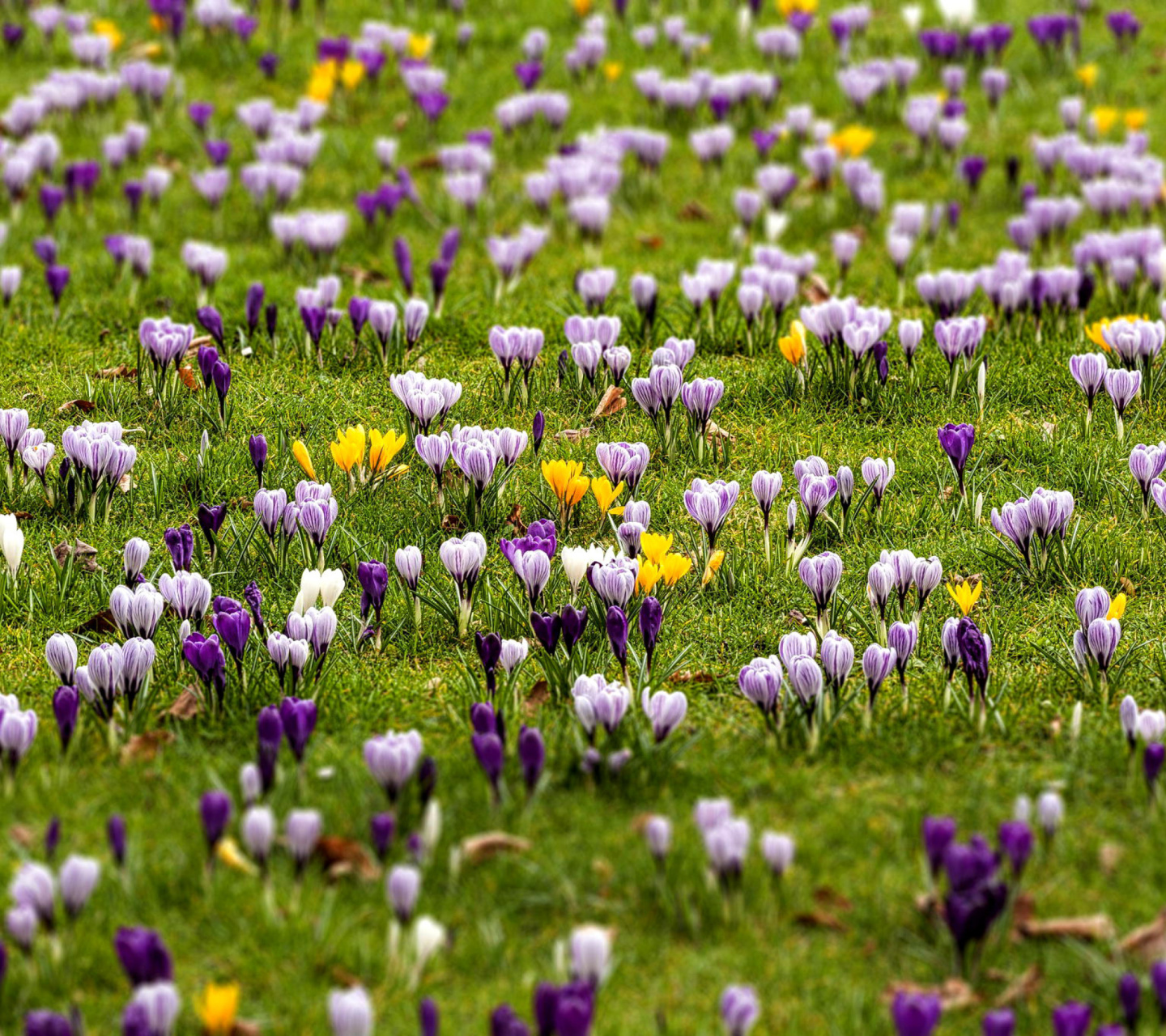 Das Crocuses and Spring Meadow Wallpaper 1440x1280