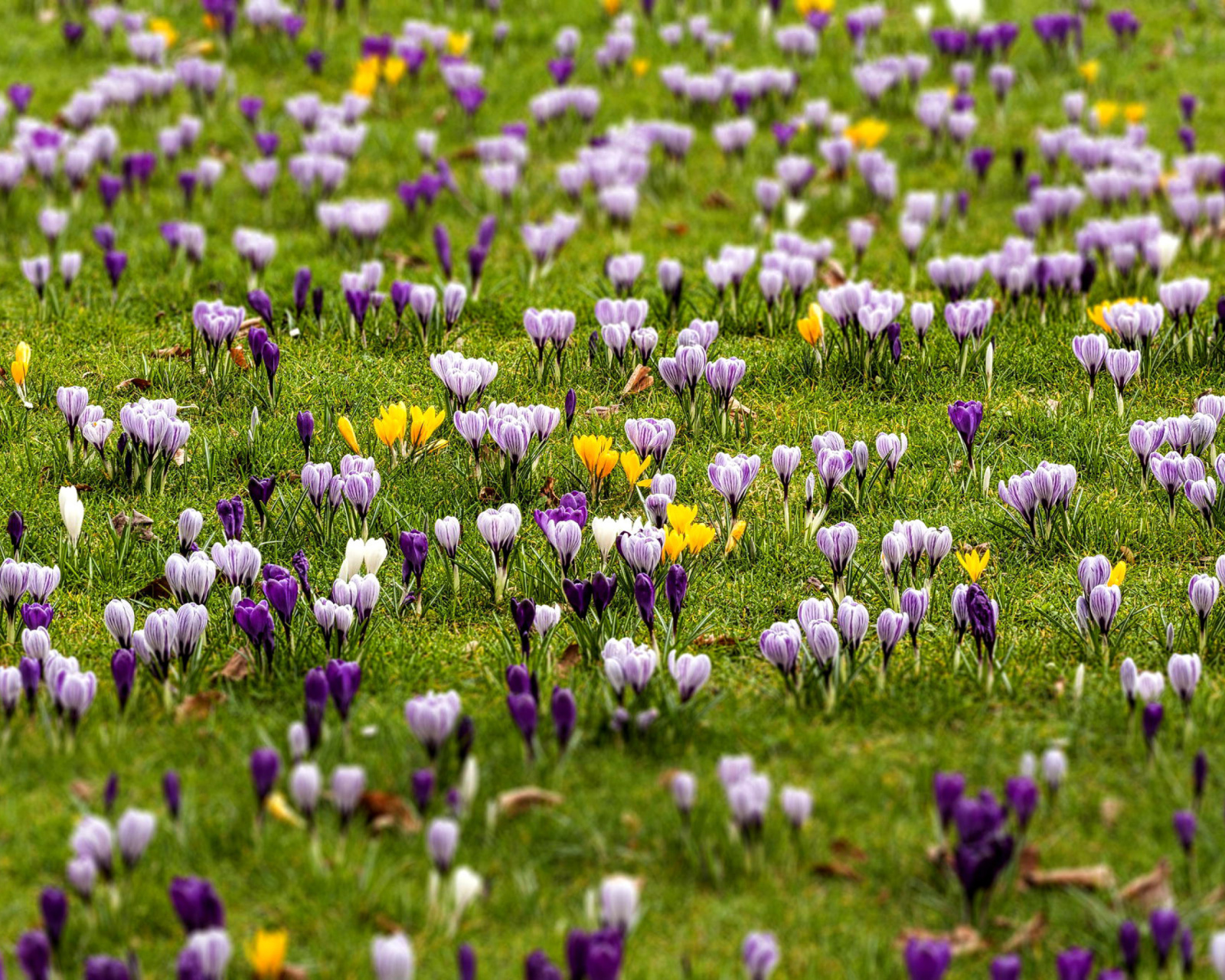 Crocuses and Spring Meadow wallpaper 1600x1280