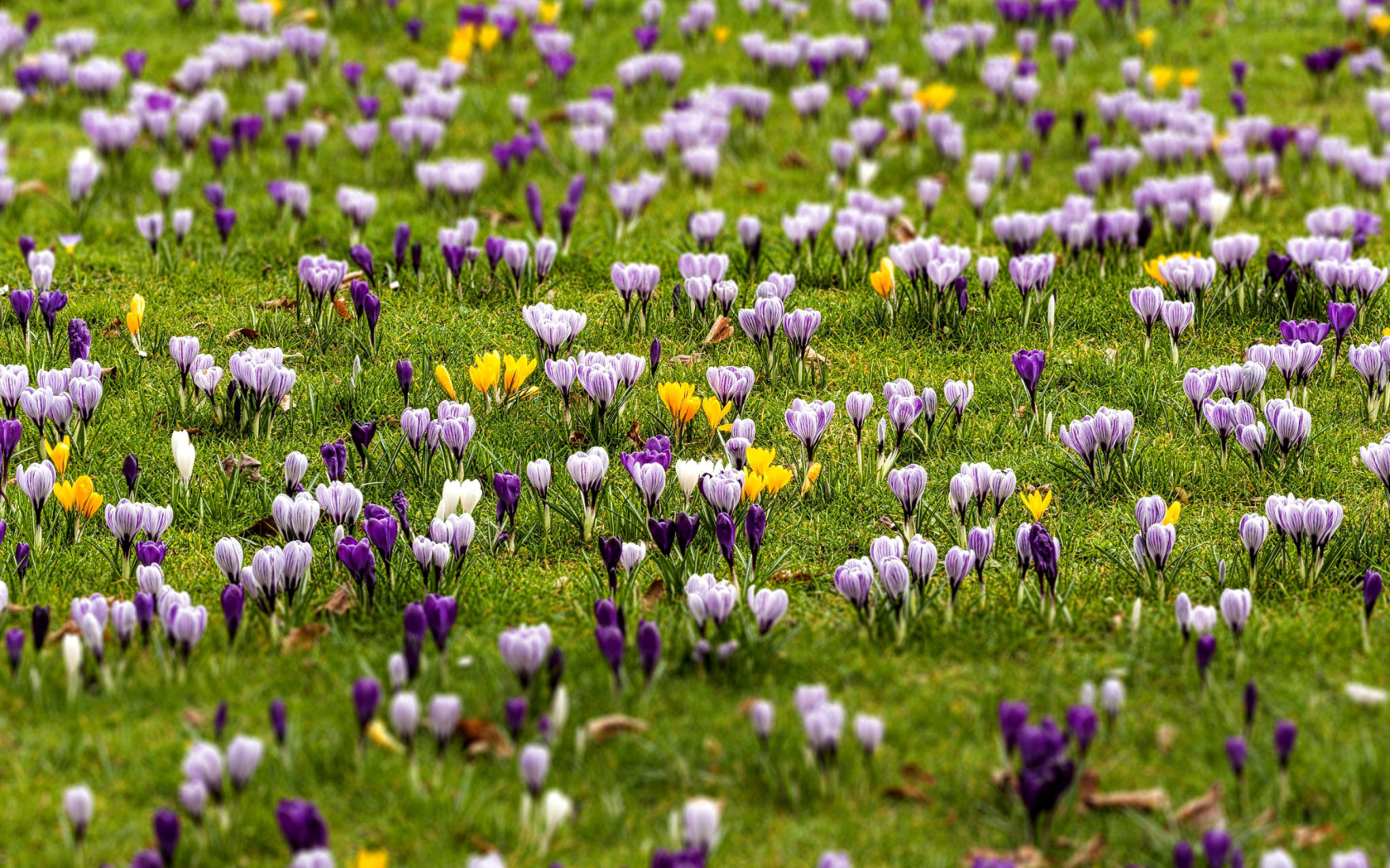 Crocuses and Spring Meadow wallpaper 1680x1050