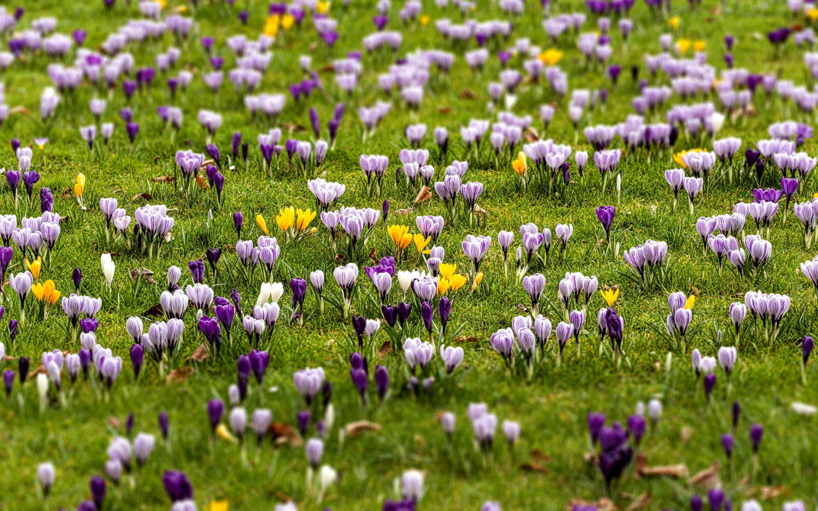 Fondo de pantalla Crocuses and Spring Meadow 1680x1050