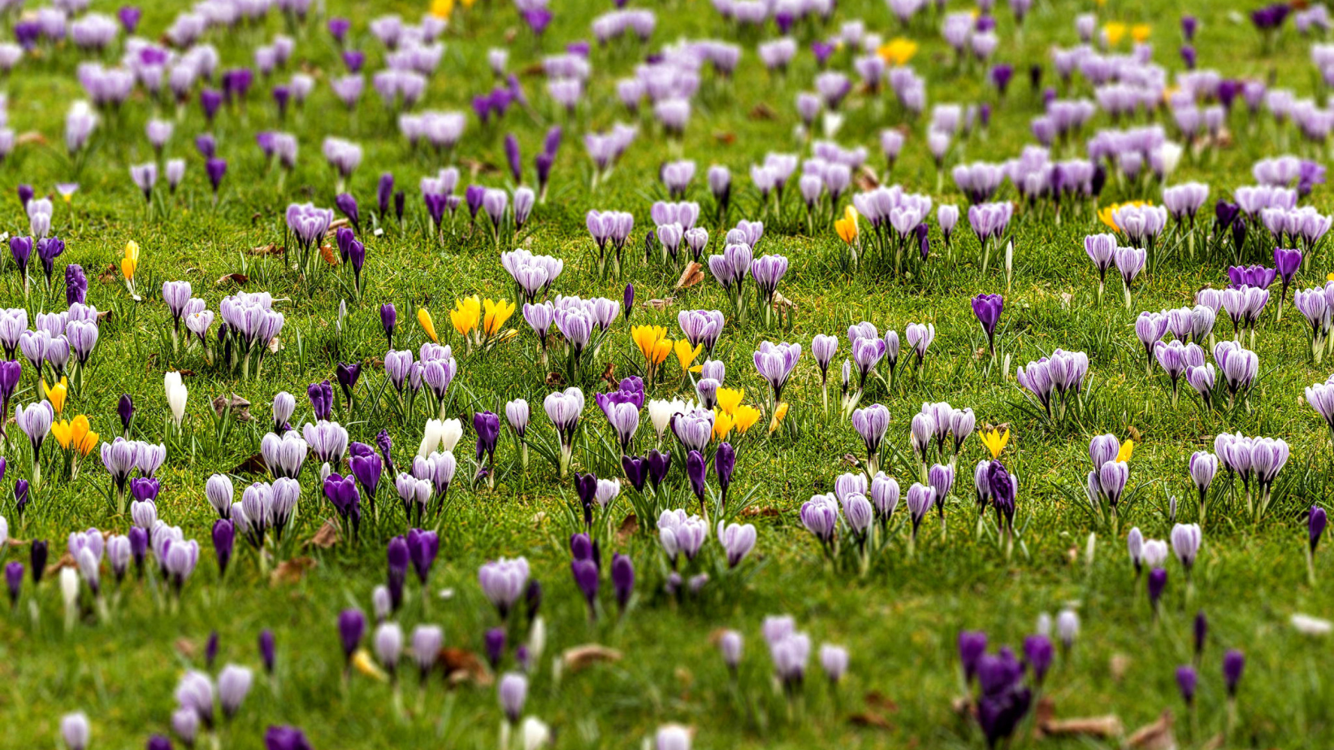 Crocuses and Spring Meadow wallpaper 1920x1080
