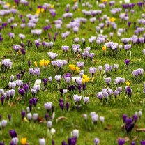 Crocuses and Spring Meadow wallpaper 208x208