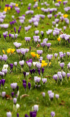 Crocuses and Spring Meadow wallpaper 240x400