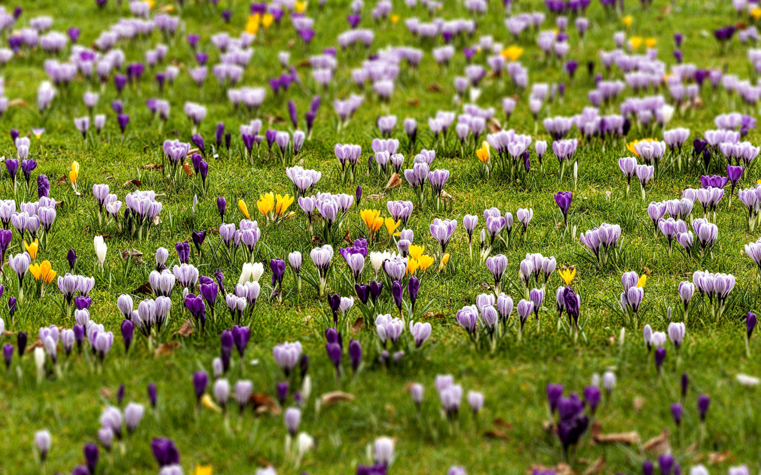 Crocuses and Spring Meadow wallpaper 2560x1600