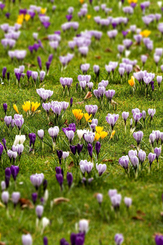 Crocuses and Spring Meadow wallpaper 320x480