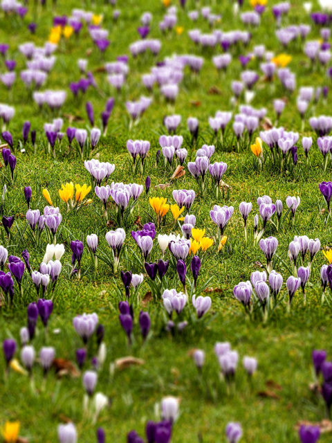 Crocuses and Spring Meadow wallpaper 480x640