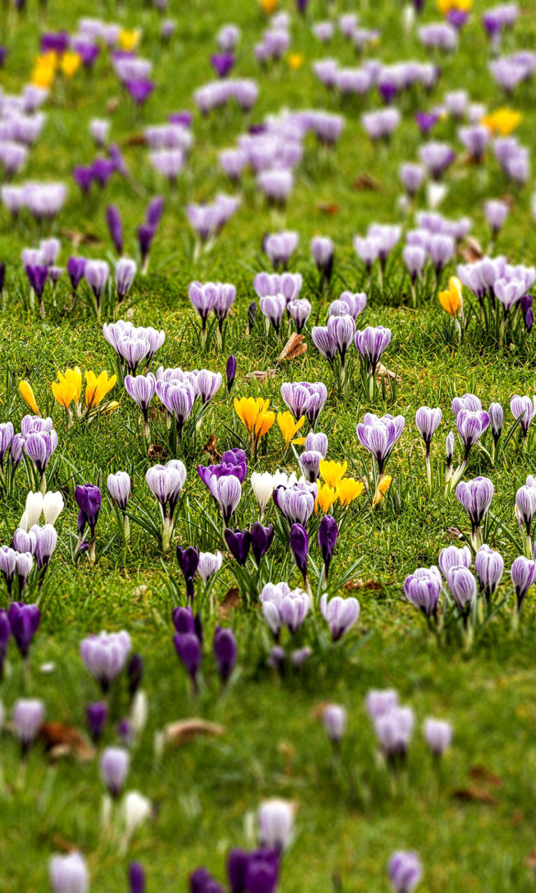 Crocuses and Spring Meadow wallpaper 768x1280