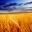 Das Nice_Field Wallpaper 128x128