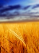 Fondo de pantalla Nice_Field 132x176