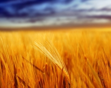 Nice_Field wallpaper 220x176