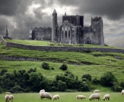 Das Ireland Landscape With Sheep And Castle Wallpaper 176x144