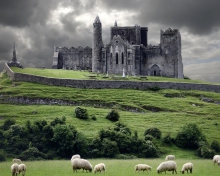 Обои Ireland Landscape With Sheep And Castle 220x176
