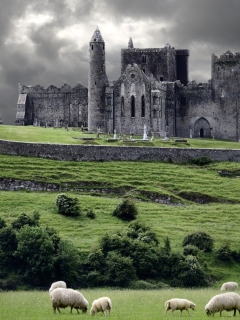Das Ireland Landscape With Sheep And Castle Wallpaper 240x320
