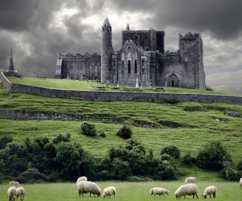 Das Ireland Landscape With Sheep And Castle Wallpaper 480x400