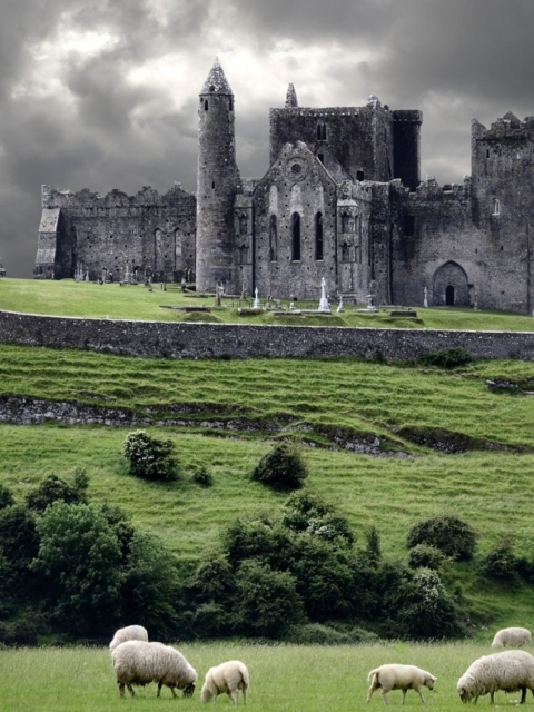 Обои Ireland Landscape With Sheep And Castle 480x640