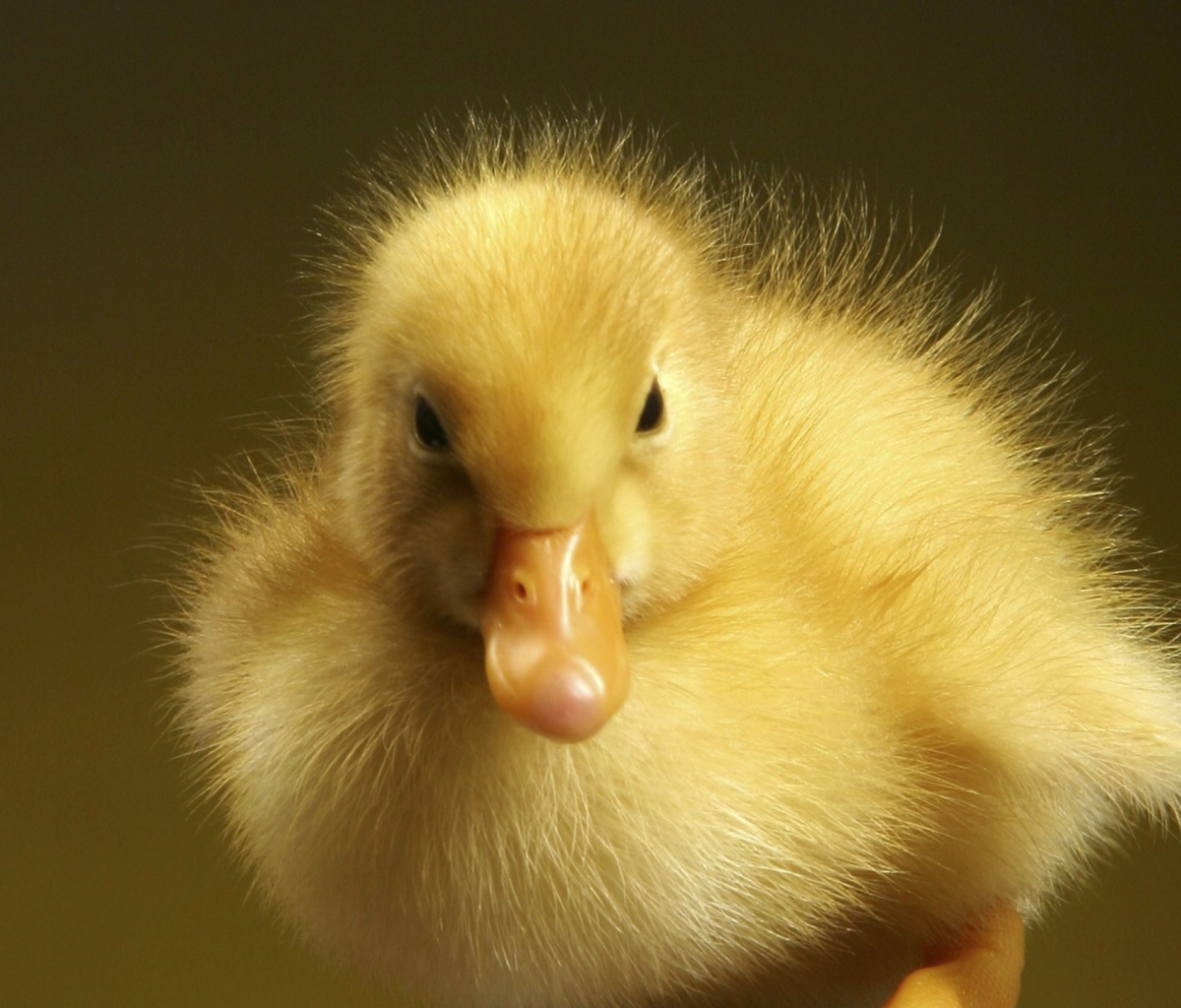 Baby Goose wallpaper 1200x1024