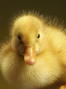 Sfondi Baby Goose 132x176