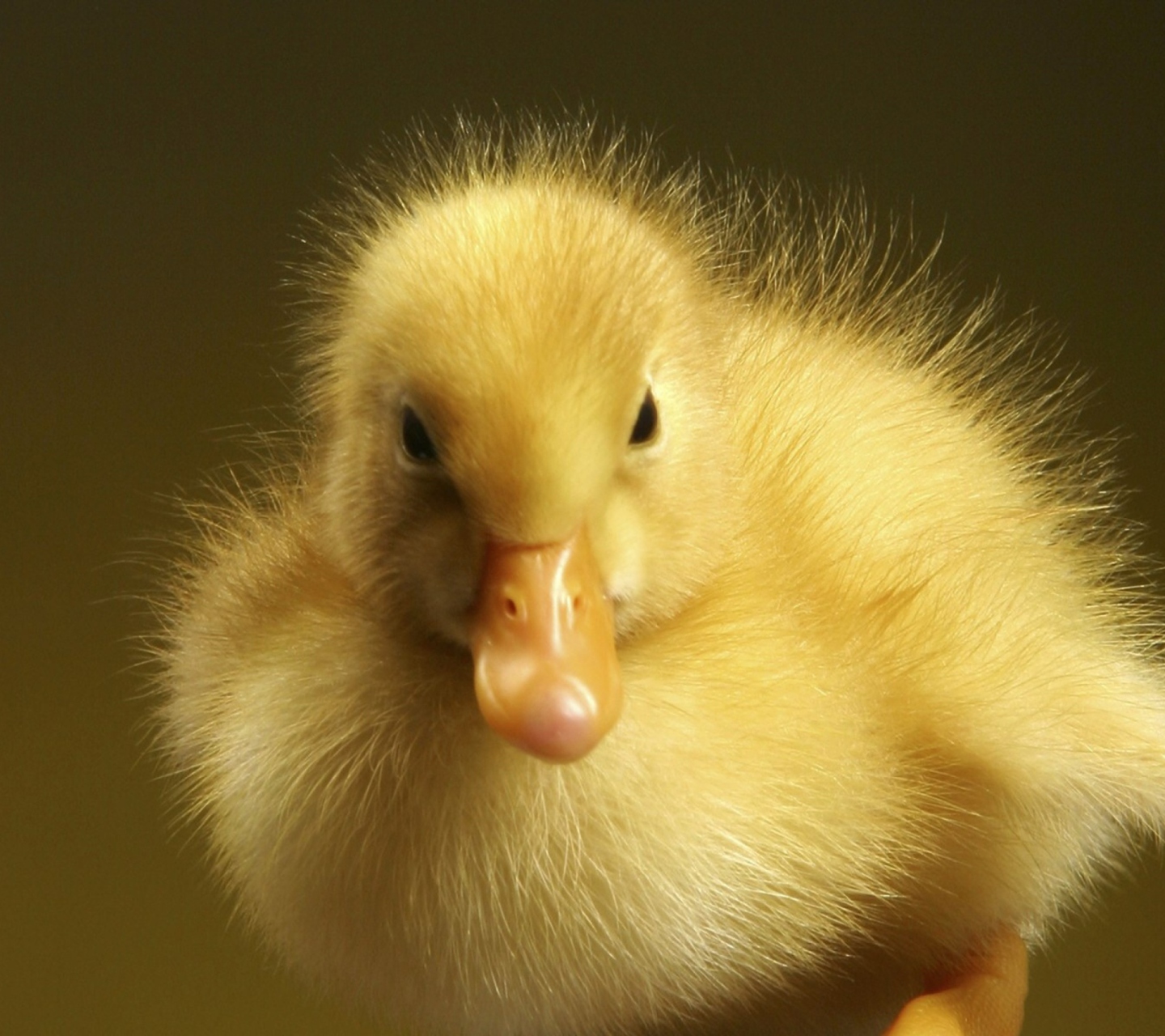 Fondo de pantalla Baby Goose 1440x1280