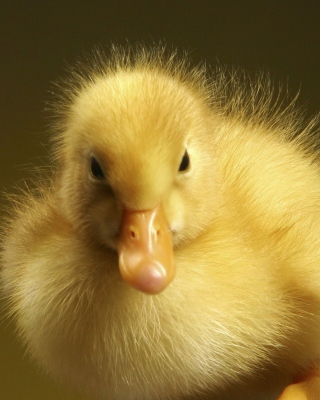 Baby Goose - Obrázkek zdarma pro Nokia C-5 5MP