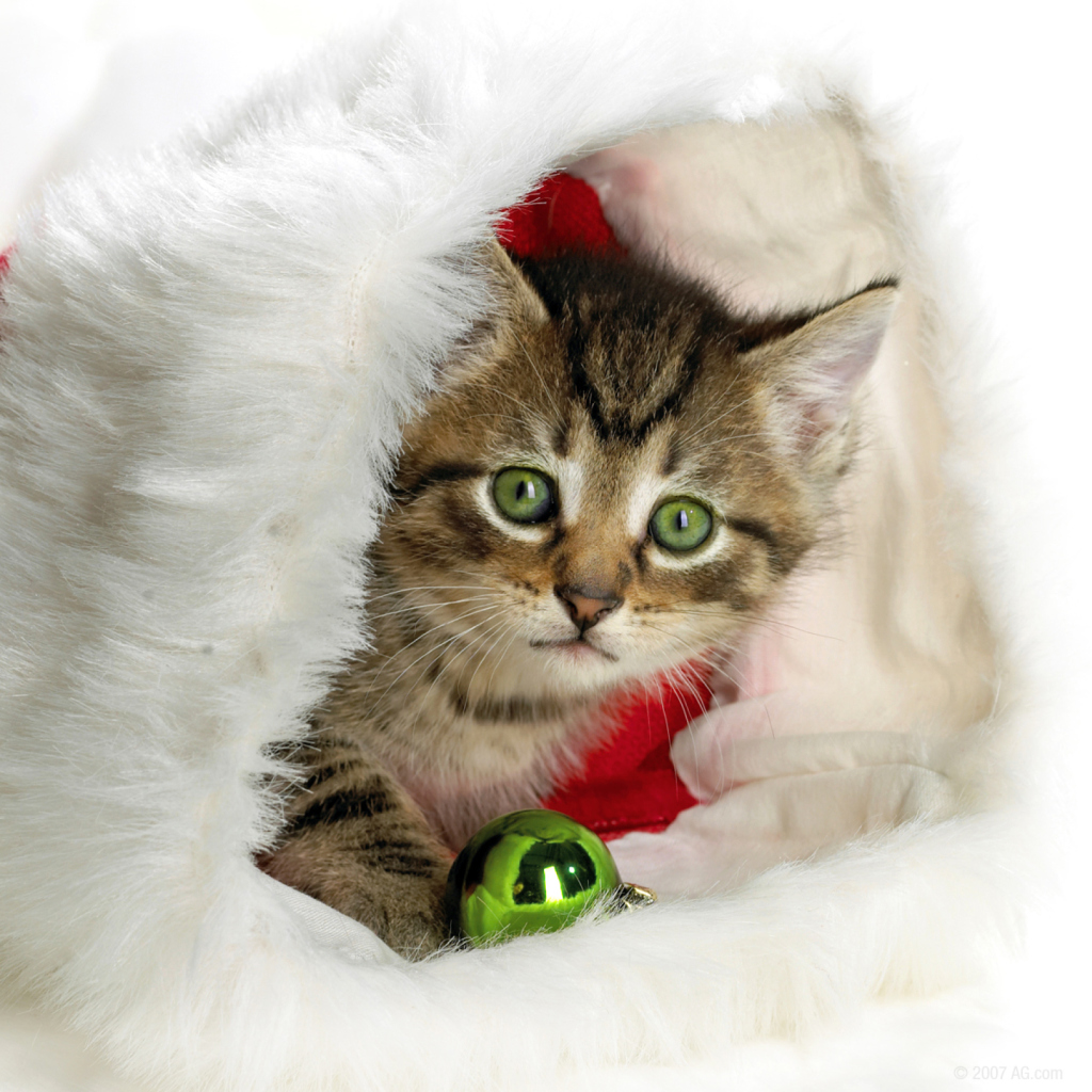Das Christmas Kitten Wallpaper 1024x1024