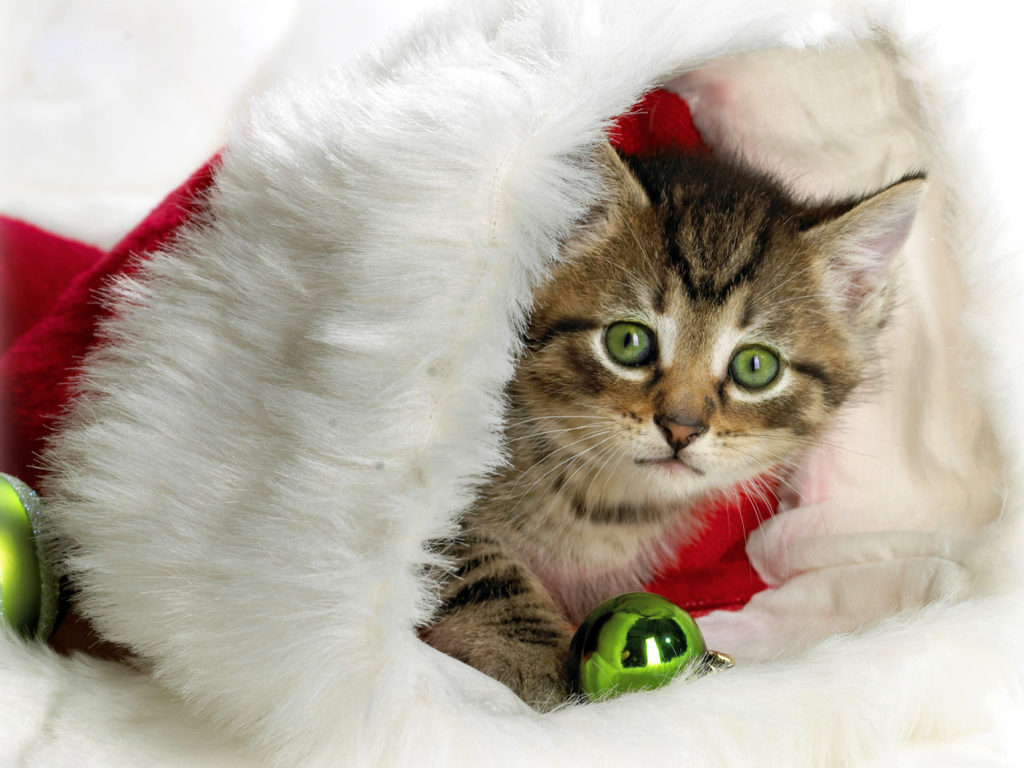 Обои Christmas Kitten 1024x768