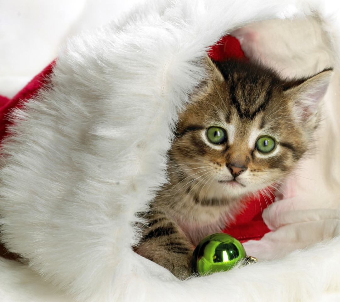 Обои Christmas Kitten 1080x960