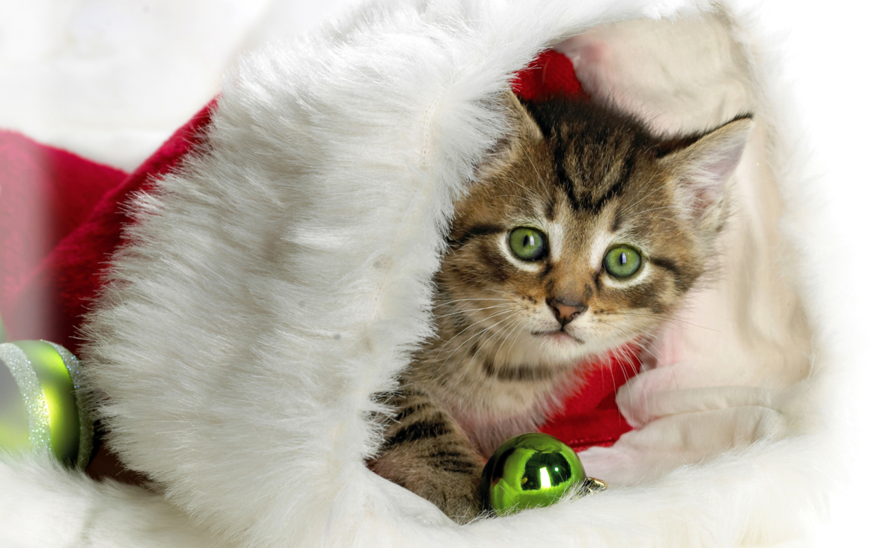Fondo de pantalla Christmas Kitten 1280x800