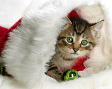 Christmas Kitten wallpaper 220x176