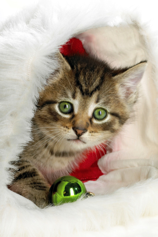 Fondo de pantalla Christmas Kitten 320x480