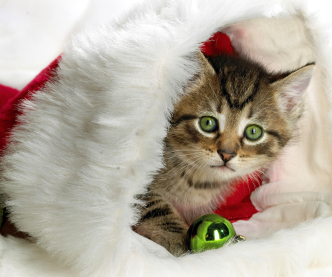 Das Christmas Kitten Wallpaper 480x400