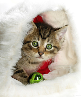 Christmas Kitten sfondi gratuiti per Nokia X1-01