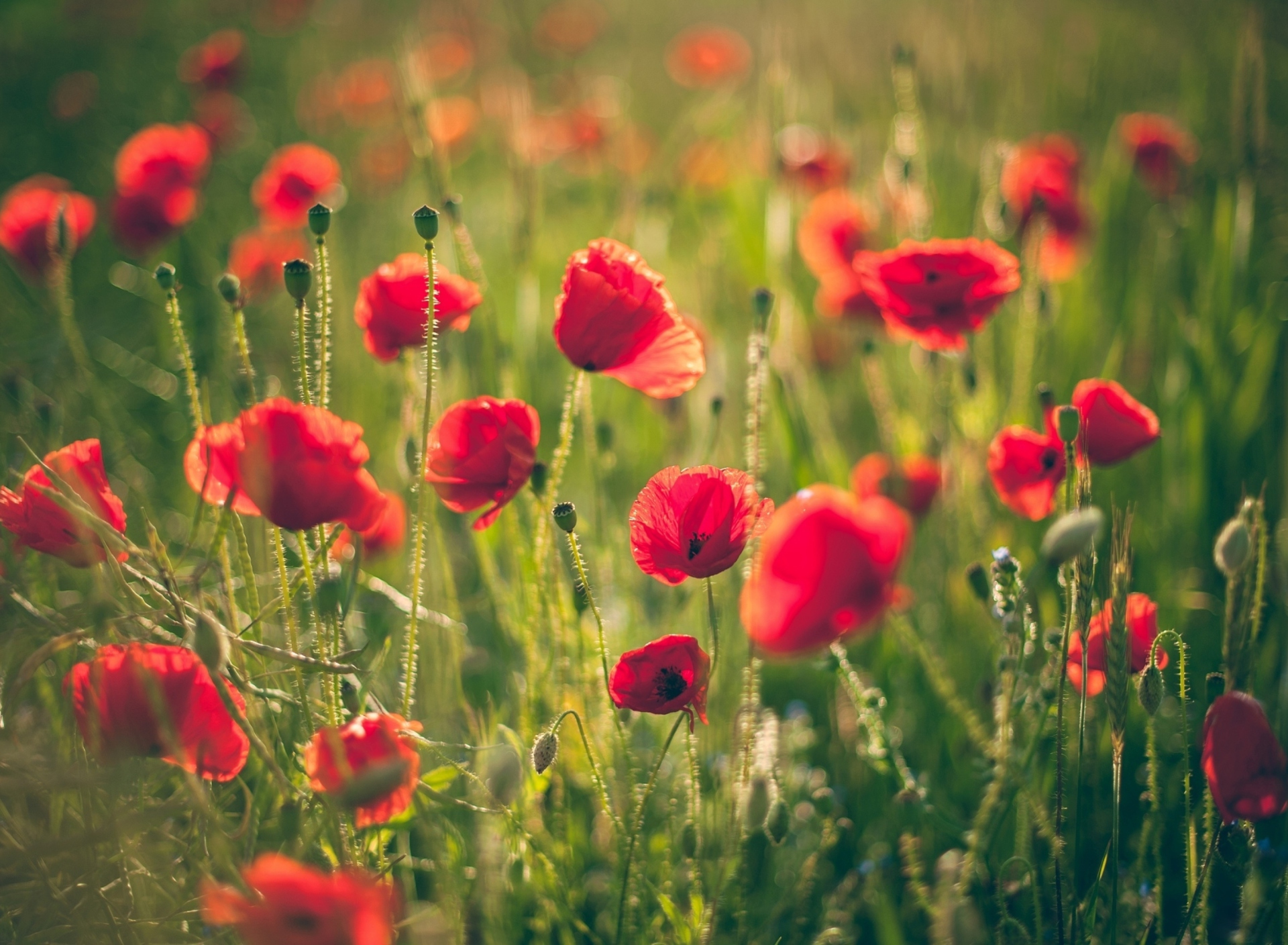 Das Red Poppy Field Wallpaper 1920x1408