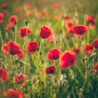 Red Poppy Field Background for HP TouchPad