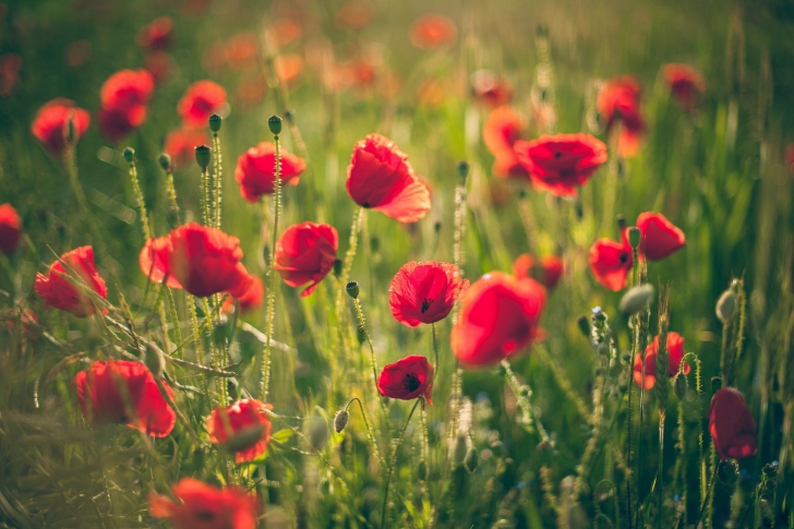 Das Red Poppy Field Wallpaper