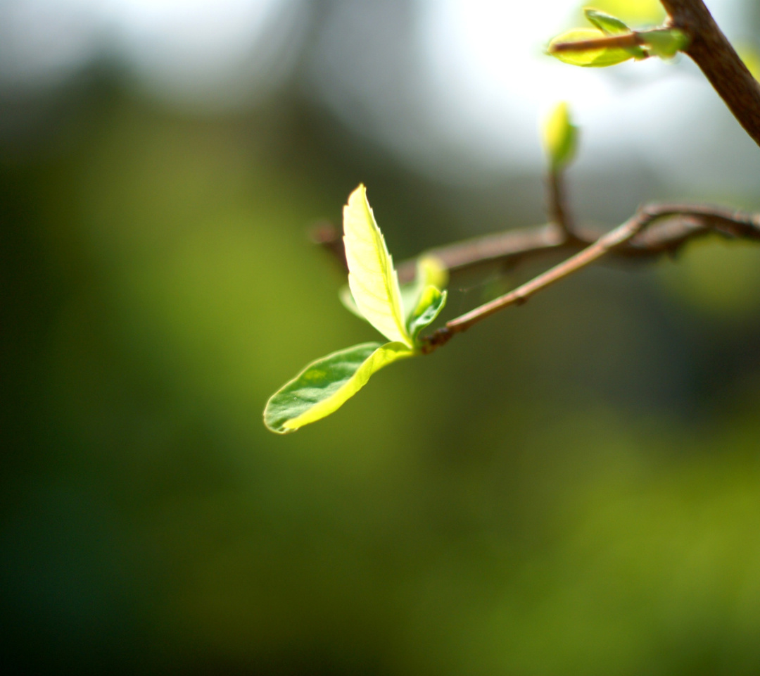 Macro Leaf wallpaper 1080x960