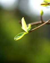 Macro Leaf wallpaper 176x220