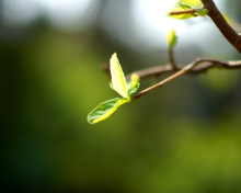 Macro Leaf wallpaper 220x176