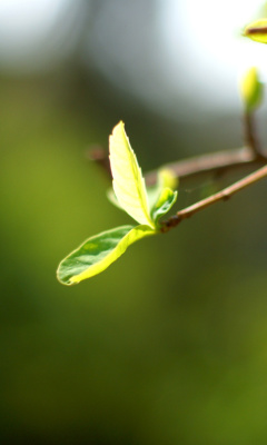 Fondo de pantalla Macro Leaf 240x400