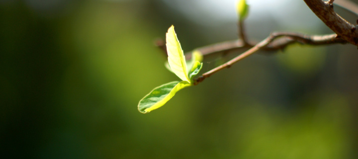 Fondo de pantalla Macro Leaf 720x320