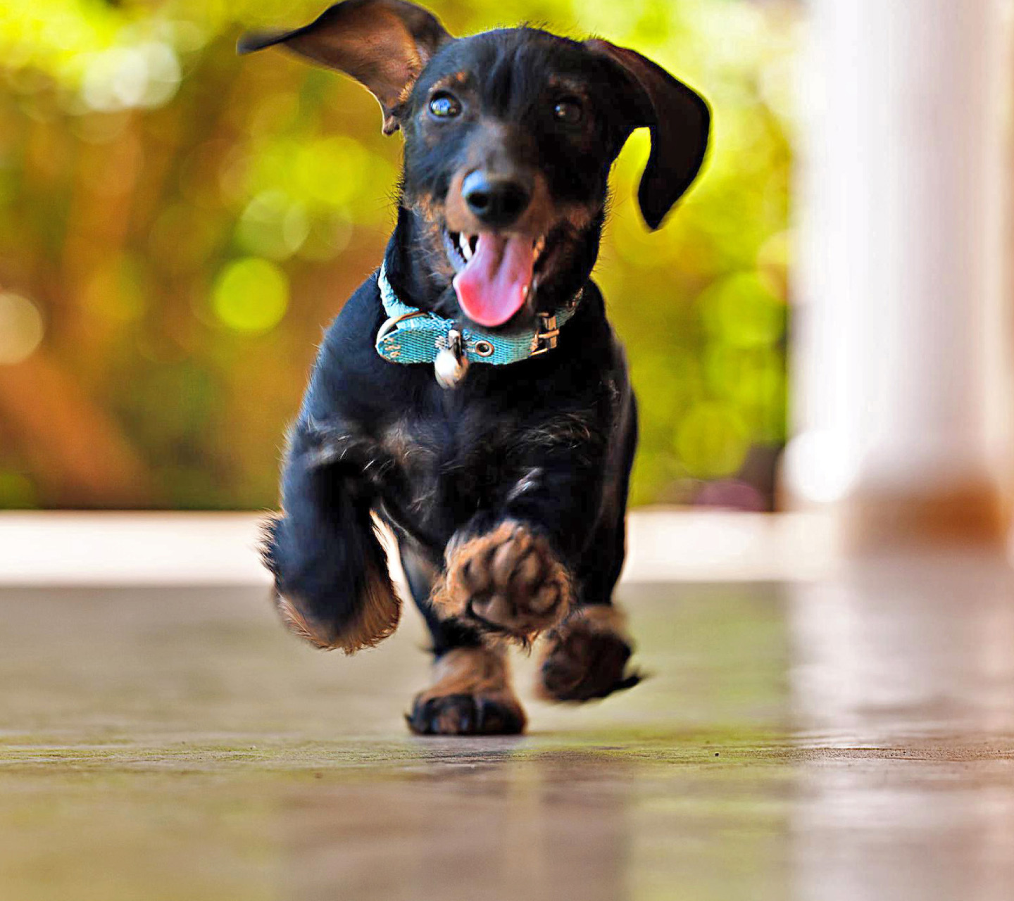 Das Crazy Dachshund Wallpaper 1440x1280