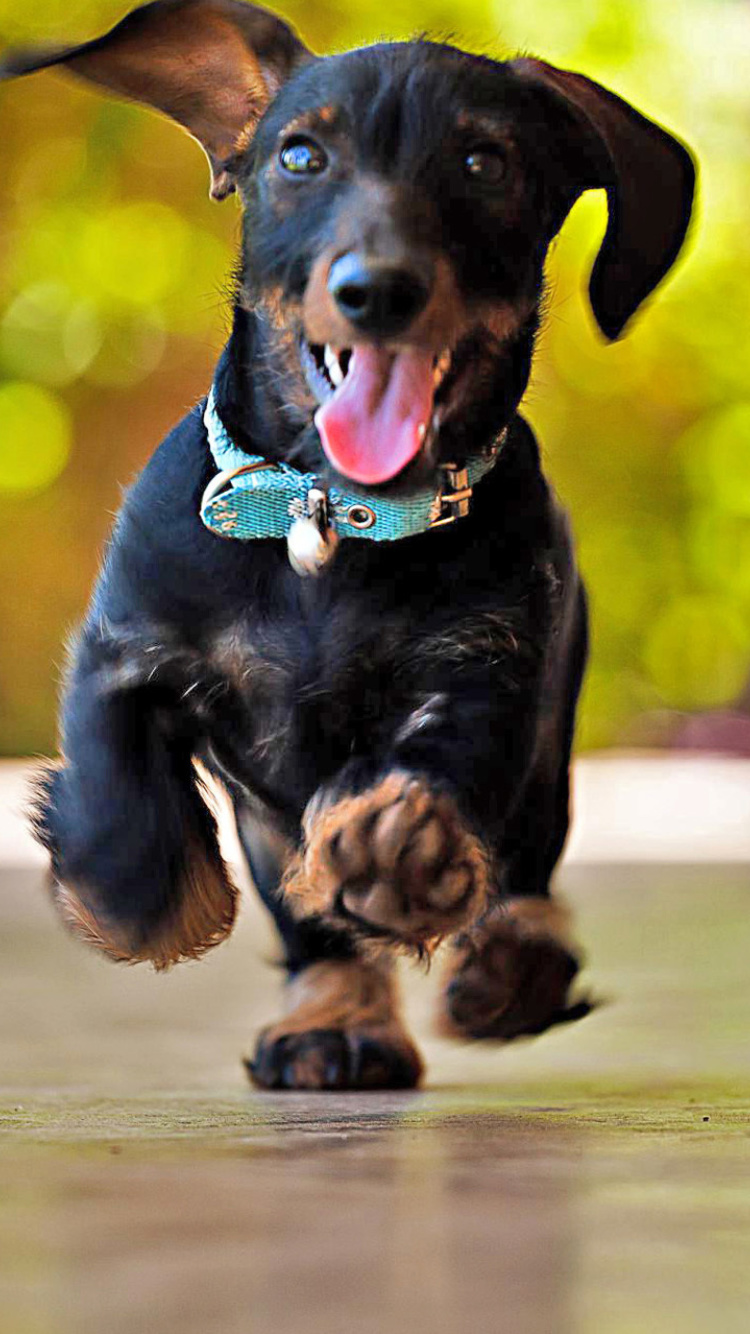 Das Crazy Dachshund Wallpaper 750x1334