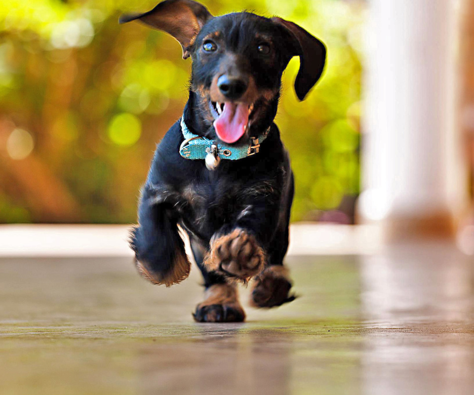 Crazy Dachshund screenshot #1 960x800