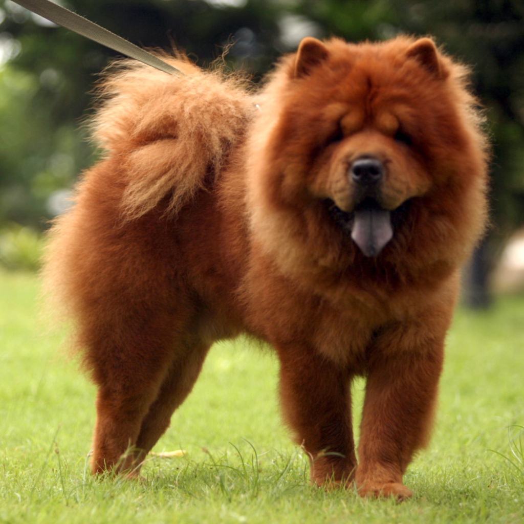 Das Chow Chow Wallpaper 1024x1024