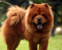 Das Chow Chow Wallpaper 220x176