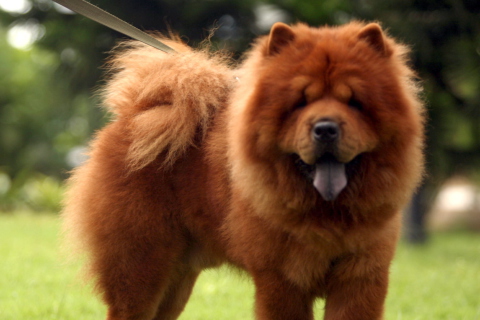 Fondo de pantalla Chow Chow 480x320