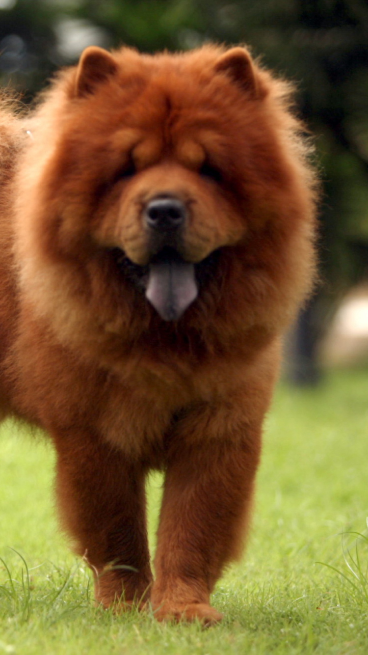 Chow Chow screenshot #1 750x1334